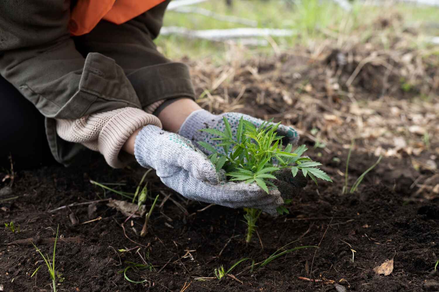 Best Dead Tree Removal  in Wallace, FL